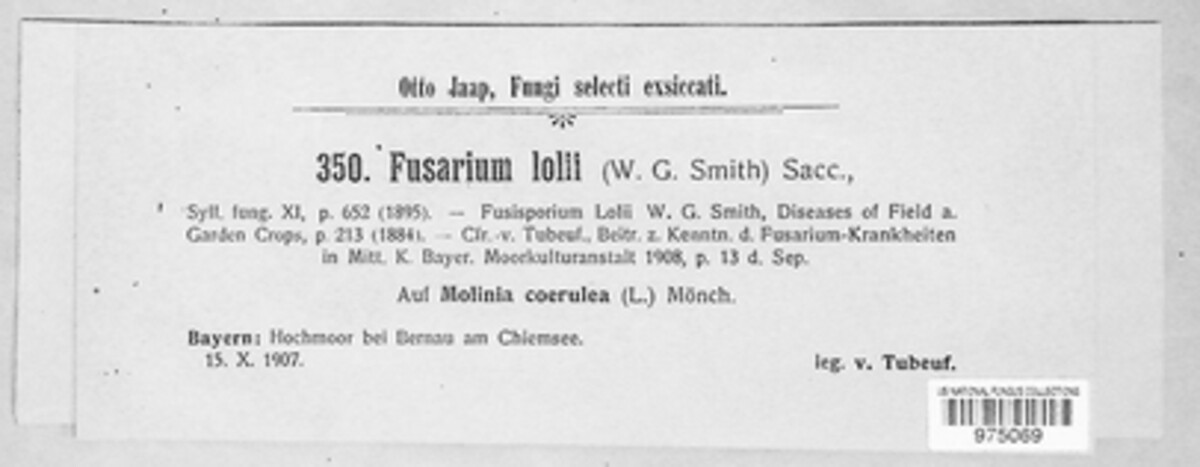 Fusarium lolii image